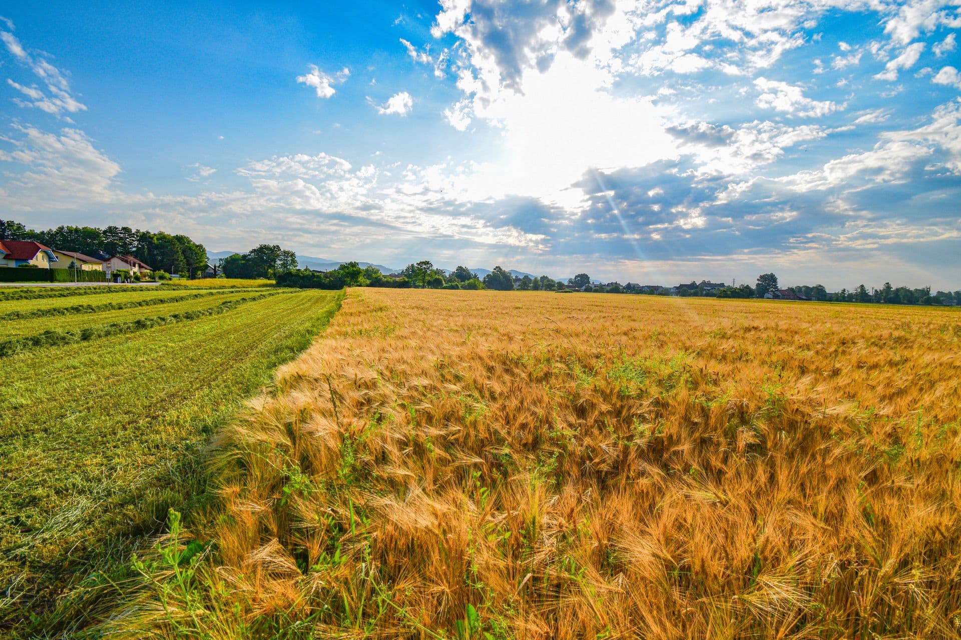 Golden agricultural field fertilised with urea